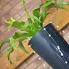 Blumentopf + Einsatz Blumenkübel  Pflanzenkübel Produktbild-Vorschau 6