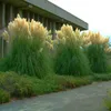 Three large clumps of pampas grass with feathery white plumes stand in front of a modern building with a concrete facade. Produktbild-Vorschau
