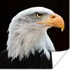 MuchoWow® Poster Seeadler - Porträt - Vogel - Seeadler Produktbild-Vorschau 1