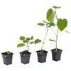Paulownia Probierpaket - 4 verschiedene Paulownia zum Produktbild-Vorschau 3