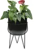 A potted plant with a red flower and green leaves sits in a black pot on a black metal stand. Náhled obrázku produktu