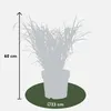 Stachelschweingras Miscanthus sinensis Strictus Ziergras Produktbild-Vorschau 8