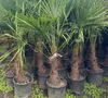 XXL Palme winterhart Lieferhöhe ca.: 140 - 160 cm Produktbild-Vorschau 2