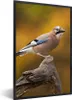 MuchoWow® Gerahmtes Poster Vogel - Zweig - Eichelhäher Produktbild-Vorschau 1