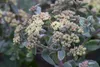 Sedum telephium, Fetthenne, ca. 9x9 cm Topf, sukkulent Produktbild-Vorschau 2