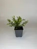 30 Stück, Topf 9cm, Bodendecker Lonicera nitida Maigrün Produktbild-Vorschau 2
