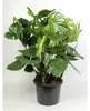 XXL Monstera delicosa 80-100 cm - Köstliche Fensterblatt - Produktbild-Vorschau 1