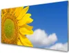 Acrylglasbilder 100x50 Wandbild Druck Sonnenblume Wolken Produktbild-Vorschau 1