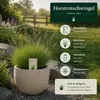 Horstrotschwingel festuca rubra commutata 1kg Produktbild-Vorschau 3