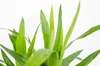 Bloomique - Yucca Elephantipes - Yucca Palme - Palmlilie - Produktbild-Vorschau 3
