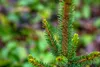 Picea abies 'Will's Zwerg', Fichte, kompakt, 50–60 cm Produktbild-Vorschau 5