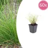 Sesleria autumnalis, graminée ornementale, 60 plants, Ø9cm, Voir les images du produit 4