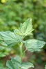 Althaea officinalis, Eibisch, ca. 9x9 cm Topf, heilkräftig Produktbild-Vorschau 5