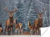 MuchoWow® Poster Hirsche - Winter - Schnee - Waldtiere - Produktbild-Vorschau 1
