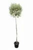 Liguster Stamm - weißgerandeten Blatt -  170-180 cm - Produktbild-Vorschau 1