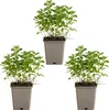 Bloomique - 3er Set - Origanum Vulgare Compactum - Produktbild-Vorschau 2