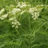 6 x Süßdolde - Myrrhis odorata  | Topf 9cm x 9cm Produktbild-Vorschau 2
