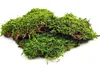 BioFlat Terrariummoos 500g - Naturel et sans substances Voir les images du produit 5