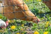 horizont Hühnerzaun easyLine 110 cm x 25 m – Geflügelzaun Produktbild-Vorschau 6