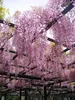 Blauregen ´ROSEA´ 50-60 cm, Cont. 1,6 l, Pflanze mit Produktbild-Vorschau 2