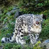 Korsch Kalender 2027 Big Cats Wildlife-Fotografien mit Produktbild-Vorschau 4