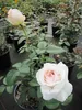 Edelrose - Rosa Schloss Ippenburg ® - Duftrose der Provence Produktbild-Vorschau 2