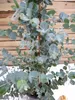 [Palmenlager] Eukalyptus Gunni "Blue Ice" 100 cm - Topf 23 Produktbild-Vorschau 3