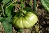 SAFLAX - BIO - Tomate - Ochsenherz - 10 Samen - Solanum Produktbild-Vorschau 8