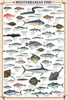 Educational Mediterranean Fish - Méditerranée Poissons Voir les images du produit 1