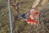 FELCO 12- Spitzen-Gartenschere Nr12 200mm, 265g, rot Produktbild-Vorschau 23