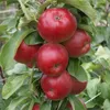 1a-plant Jarle (R) Säulenapfel - Geschmackssieger! 5 Liter Produktbild-Vorschau 1
