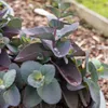 Bakker.com - Sedum Blue Pearl, Der topf / Ø 9cm Produktbild-Vorschau 2