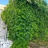 Winobluszcz trójklapowy Veitchii 2L Podgląd zdjęcia produktu 5