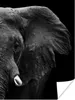 MuchoWow® Poster Tiere - Elefant - Wild - Schwarz - Weiß Produktbild-Vorschau 1