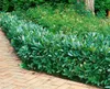 Prunus laurocerasus 'Caucasica', Kirschlorbeer, immergrün, Produktbild-Vorschau 13