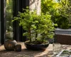 Outdoor Bonsai Urweltmammutbaum (Metasequoia) ca. 30 cm – Produktbild-Vorschau 4
