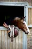 Kentucky Horsewear dlouhý anatomický podbřišník s umělou Náhled obrázku produktu 5