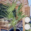 2er-Set Chamaerops Humilis, Zwergpalme, Palme, 50-60 cm, Produktbild-Vorschau 2