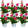 Geranien stehend - Pelargonium zonale - 12cm Topf - Set mit Produktbild-Vorschau 1