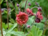 Stauden Gänge 10 x Geum rivale 'Flames of Passion‘ - Produktbild-Vorschau 3