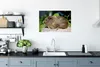 MuchoWow® Poster Meerschweinchen-Porträt 60x40 cm - Produktbild-Vorschau 3