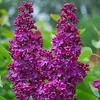 Vojvodský orgován  - Syringa vulgaris 'Andenken Ludwig Náhľad obrázku produktu 1