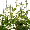 A close-up view of a young kiwi plant with green leaves and red stems, supported by green stakes. Anteprima dell’immagine prodotto