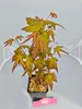 Set mit 4 japanischen Ahornen (Acer palmatum) – Höhe 20/30 Produktbild-Vorschau 4