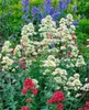 Rote Spornblume Albus, im Topf - Centranthus ruber Produktbild-Vorschau 1