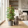 Monstera Minima am Moosstab 90cm Fensterblatt Zimmerpflanze Produktbild-Vorschau 3