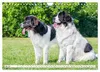 Traumhund Landseer (Wandkalender 2027 DIN A4 quer), Produktbild-Vorschau 10