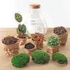 Urbanjngl Sam Calathea giardino in bottiglia con lampada - Anteprima dell’immagine prodotto 3