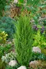 Juniperus communis 'Arnold', Wacholder, 60–80 cm Produktbild-Vorschau 4