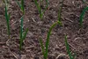 SAFLAX - Bio - Szczypiorek - Lizboński - 150 Nasiona - Podgląd zdjęcia produktu 7